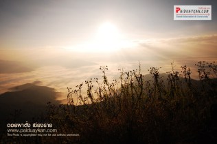 %e0%b8%a0%e0%b8%b9%e0%b8%9c%e0%b8%b2%e0%b8%95%e0%b8%b1%e0%b9%89%e0%b8%87-%e0%b8%8a%e0%b8%a1%e0%b8%a7%e0%b8%b4%e0%b8%a73